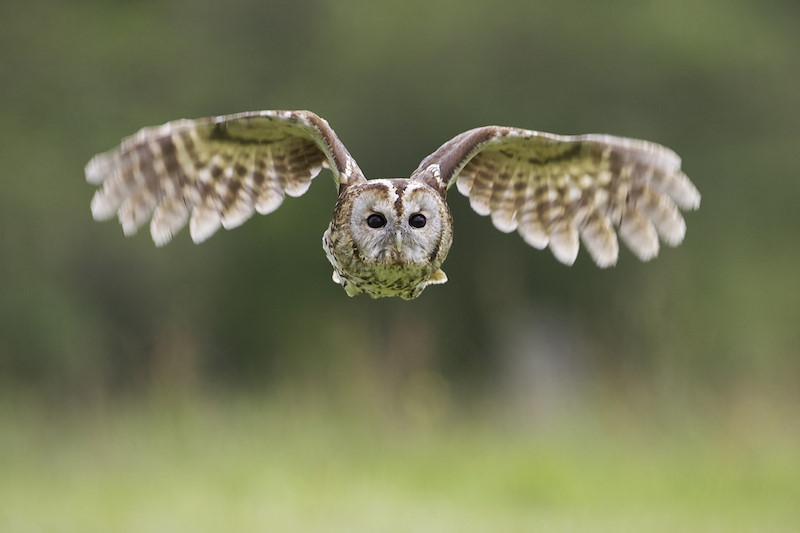 Tawny Owl - Strix aluco - adult in flight in daylight. Scotland. July 2004.